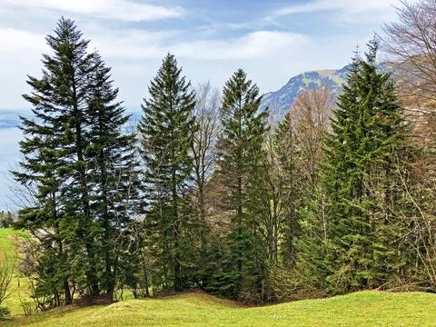 Mixed forest in spring on the slopes between the Lucerne lake and Gersauerstock Stock Photos