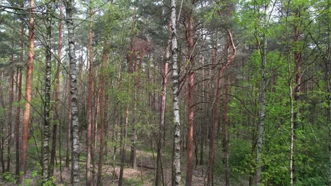 Mixed forest in spring. The wind shakes the birch trees. Stock Footage 273233319