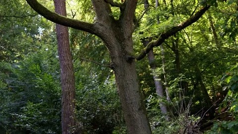 A mixed forest in the summer 4k 30fps video Stockbeeldmateriaal 263994818