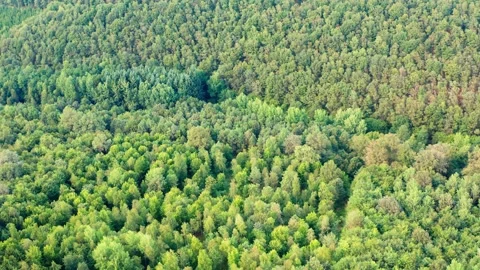 A mixed forest in summer from above Stock Footage 148428782