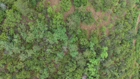 Mixed Forest Terrain and Soil Patches in Rhodopes Bulgaria Stock Footage 345095671
