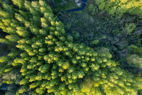 Mixed forest top-down aerial view Stock Photos