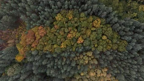 Mixed Forest Top Down Aerial Autumn Colours Conifer Deciduous Drone Stock Photos