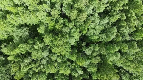 Mixed forest top down view. woodland background. Drone flies over treetops Stock Footage 199034002