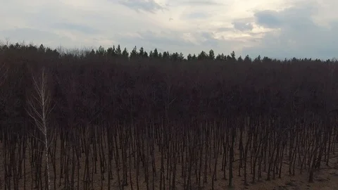 Mixed forest. Trees with fallen leaves. Nature and environment of Earth Stock Footage 112076930