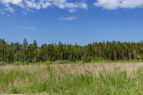 Mixed forest trees. A forest of pine, spruce, oak and birch against a summer Stock Photos