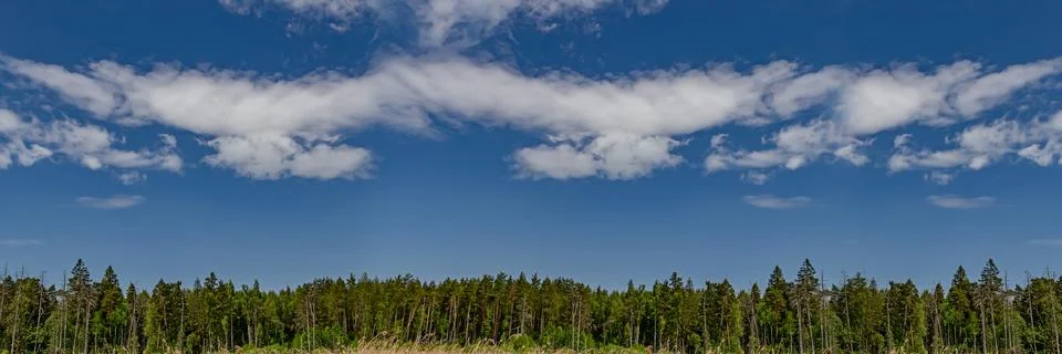 Mixed forest trees panorama. Stock Photos