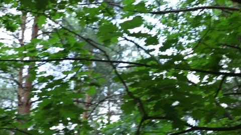Mixed forest vegetation with tall trees and green understory plants Stock Footage 311774052