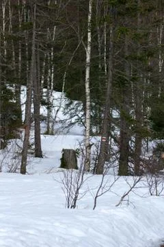 Mixed forest in winter - bare trees and snow  next to the road. Stock Photos