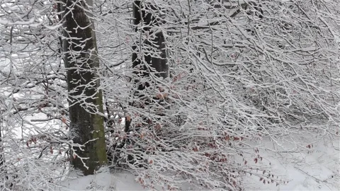 Mixed  forest in winter 스톡 동영상 83477634