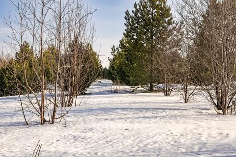 Mixed forest in winter Stock Photos