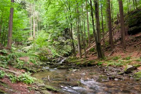 Mixed forest - woods Stock Photos