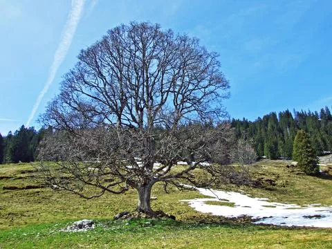 Mixed forests and thinned out trees on the slopes of the Churfirsten mountain Stock Photos