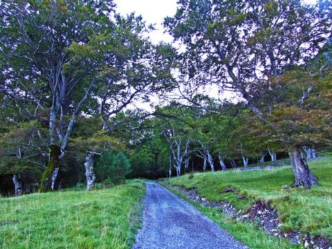 Mixed forests and thinned out trees on the slopes of the Ratikon border massif Stock Photos