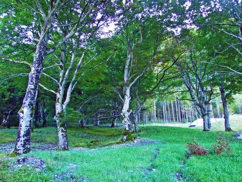 Mixed forests and thinned out trees on the slopes of the Ratikon border massif Stock Photos