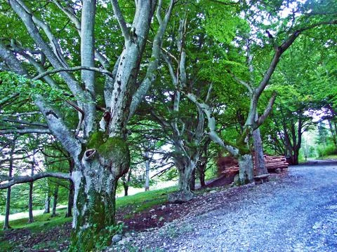 Mixed forests and thinned out trees on the slopes of the Ratikon border massif Stock Photos