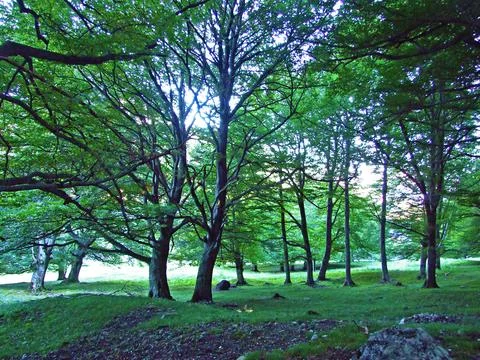 Mixed forests and thinned out trees on the slopes of the Ratikon border massif Stock Photos