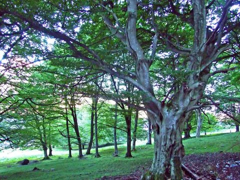 Mixed forests and thinned out trees on the slopes of the Ratikon border massif Stock Photos