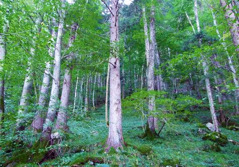 Mixed forests and thinned out trees on the slopes of the Ratikon border massif Stock Photos