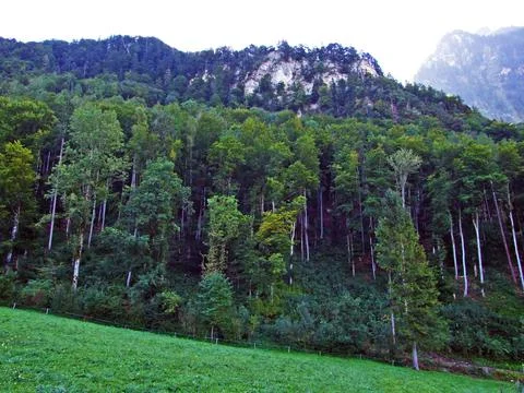 Mixed forests and thinned out trees on the slopes of the Ratikon border massif Stock Photos