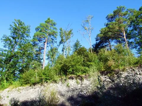 Mixed forests and thinned out trees on the slopes of the Ratikon border massif Stock Photos