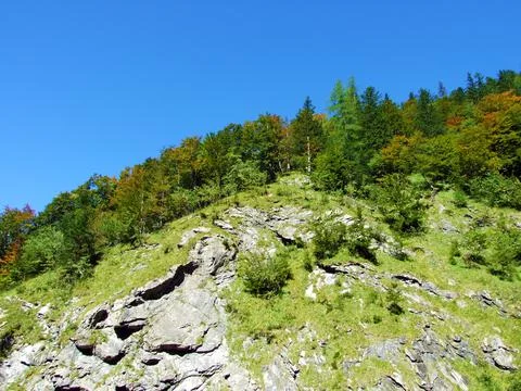 Mixed forests and thinned out trees on the slopes of the Ratikon border massif Stock Photos