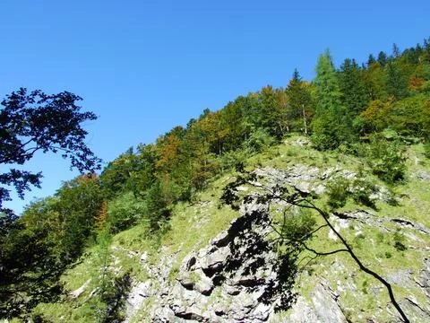 Mixed forests and thinned out trees on the slopes of the Ratikon border massif Stock Photos