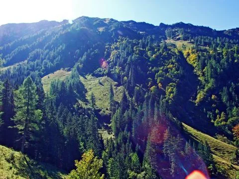 Mixed forests and thinned out trees on the slopes of the Ratikon border massif Stock Photos