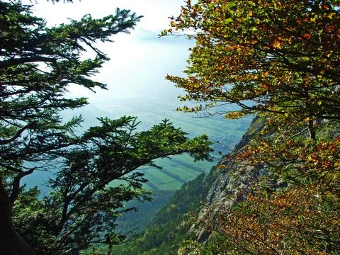 Mixed forests and thinned out trees on the slopes of the Ratikon border massif Stock Photos