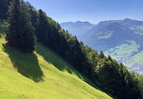 Mixed forests and thinned out trees on the slopes on the slopes of Buochserhorn Stock Photos