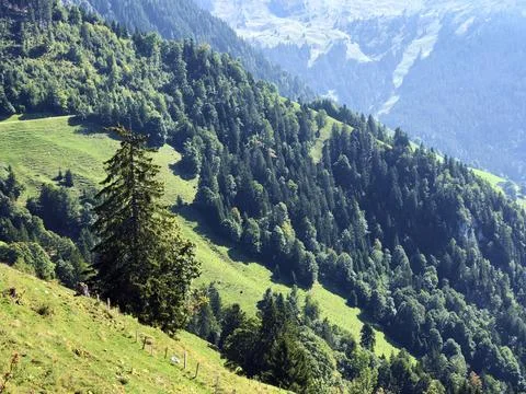 Mixed forests and thinned out trees on the slopes on the slopes of Buochserhorn Stock Photos