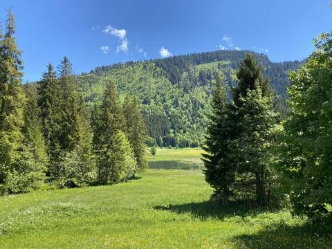 Mixed forests and thinned out trees on the slopes of the Churfirsten mountain Stock Photos
