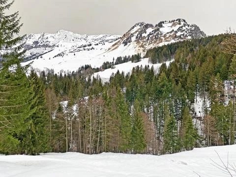 Mixed forests and thinned out trees on the slopes of the Mattstogg mountain Stock Photos