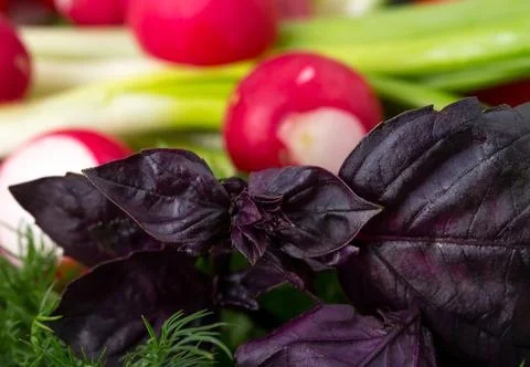 Mixed fresh vegetables. Stock Photos