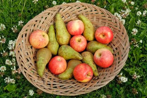 Mixed fruit on basket Stock Photos