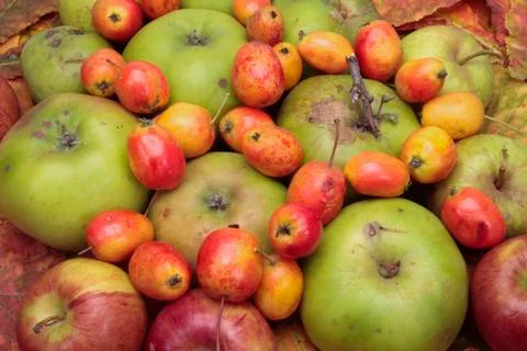 Mixed fruit Stock Photos