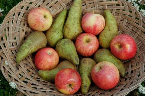 Mixed fruit Stock Photos