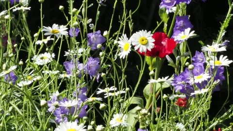 Mixed garden border in summer with campanula,ox eye daisies and red poppies Stock Footage 337431632