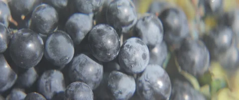 Mixed grape cluster served on table anamorphic 5.7K sliding video Stock Footage 317878006