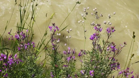 Mixed-grass (forb) meadow on the river bank Stock Footage 149145943