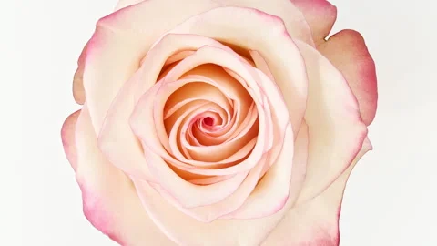Mixed group Collage, Changing Frames of Beautiful Rose rotating on White Stock Footage 243681232