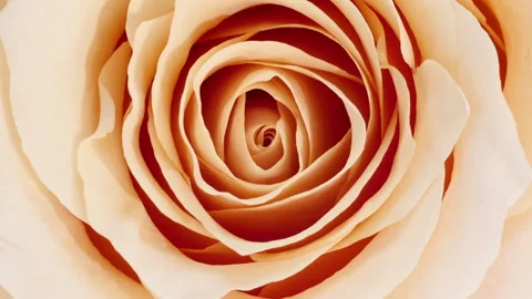 Mixed group Collage, Changing Frames of Beautiful Rose rotating on White Stock Footage 243682747