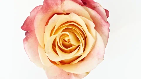 Mixed group Collage, Changing Frames of Beautiful Rose rotating on White Stock Footage 244781583