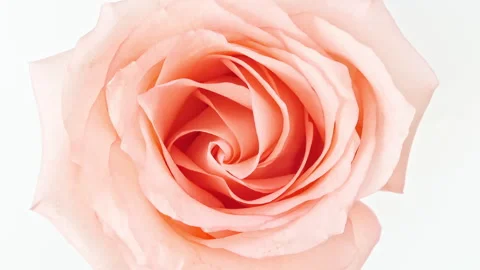 Mixed group Collage, Changing Frames of Beautiful Rose rotating on White Stock Footage 244784492