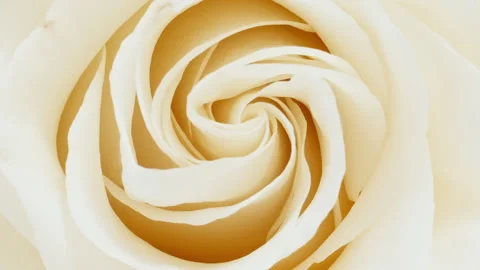 Mixed group Collage, Changing Frames of Beautiful Rose rotating on White Stock Footage 244786668