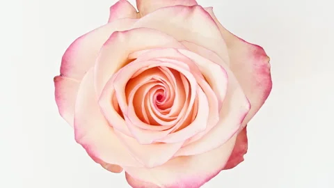 Mixed group Collage, Changing Frames of Beautiful Rose rotating on White Stock Footage 245358697