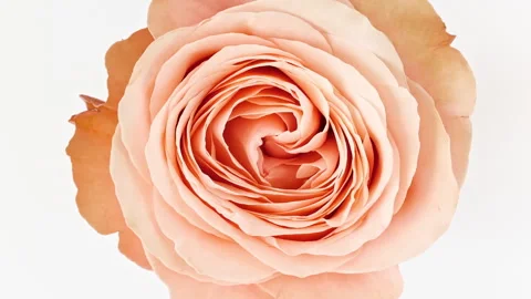 Mixed group Collage, Changing Frames of Beautiful Rose rotating on White Stock Footage 245358966
