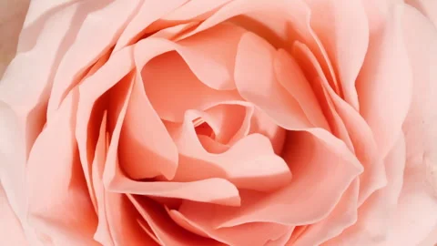 Mixed group Collage, Changing Frames of Beautiful Rose rotating on White Stock Footage 247025012