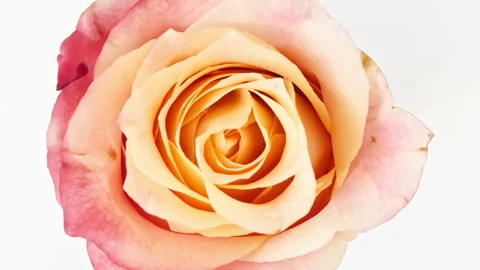 Mixed group Collage, Changing Frames of Beautiful Rose rotating on White Stock Footage 247025060