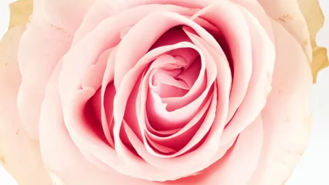Mixed group Collage, Changing Frames of Beautiful Rose rotating on White Stock Footage 248135426